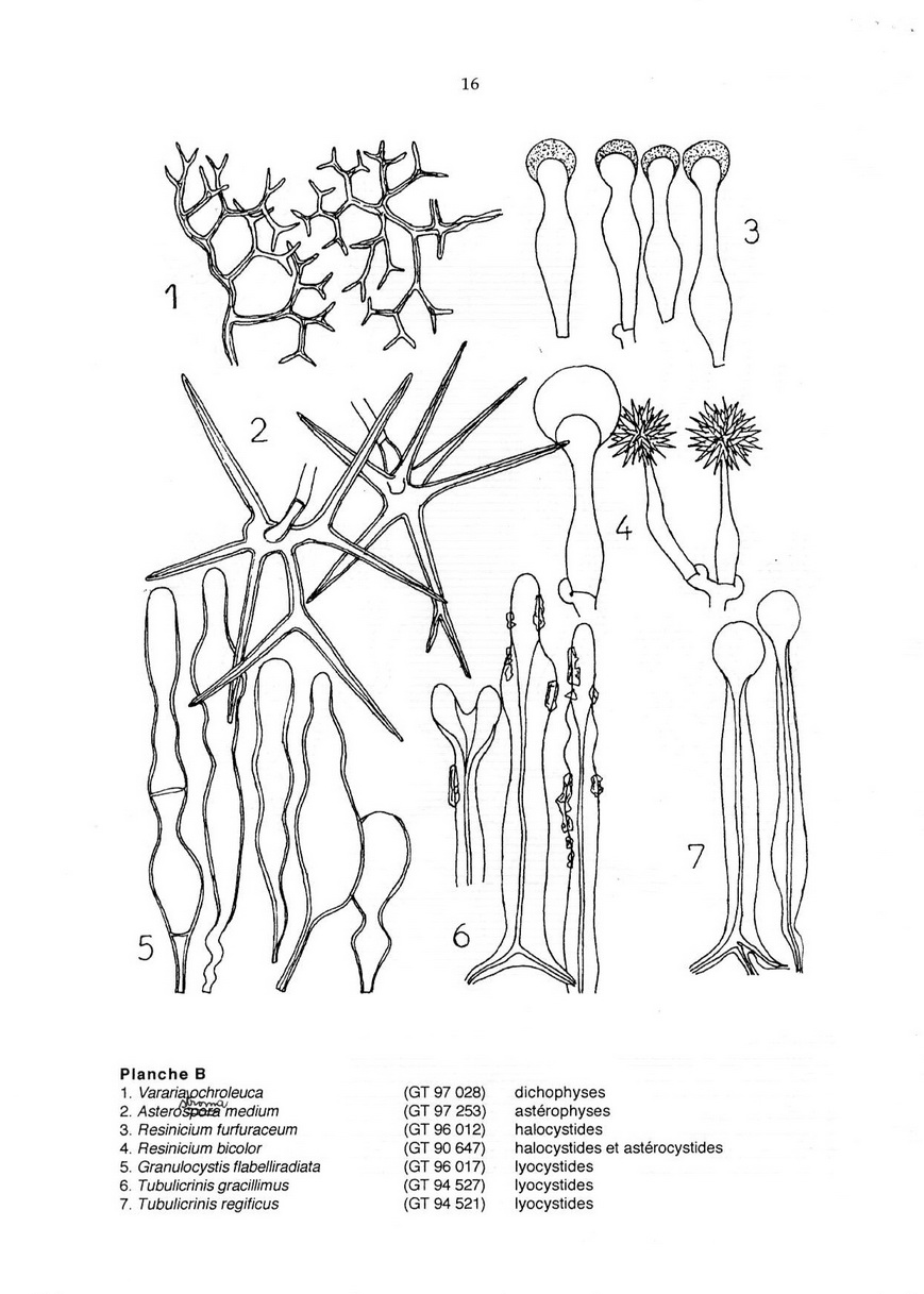 Strutture microscopiche degli Aphyllophorales